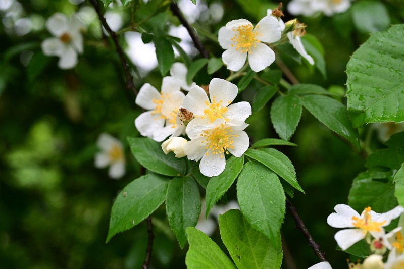 Rosa rubus photo 3