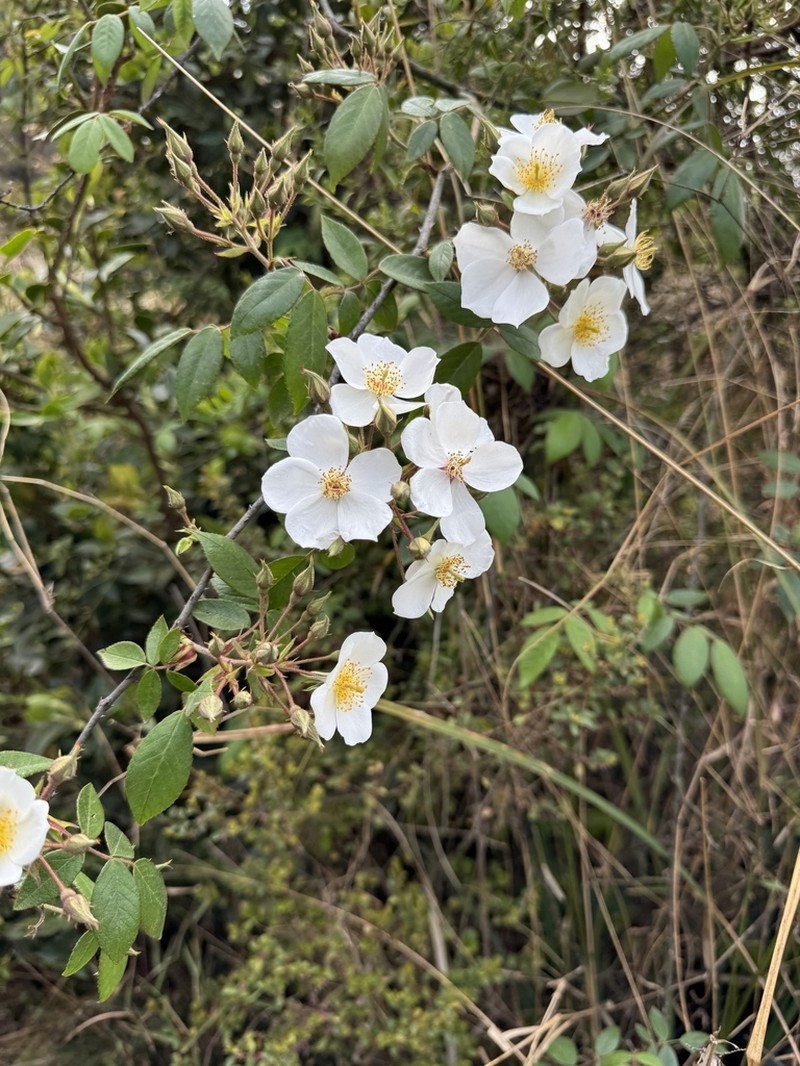Rosa rubus photo 4