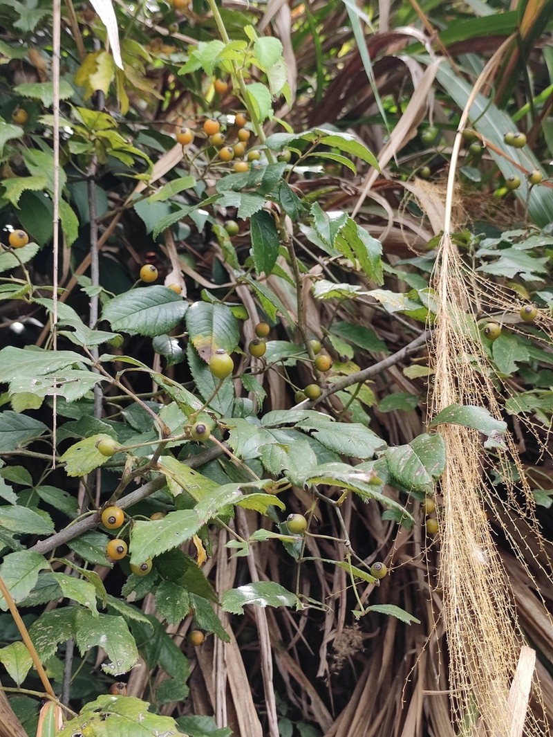 Rosa rubus photo 5