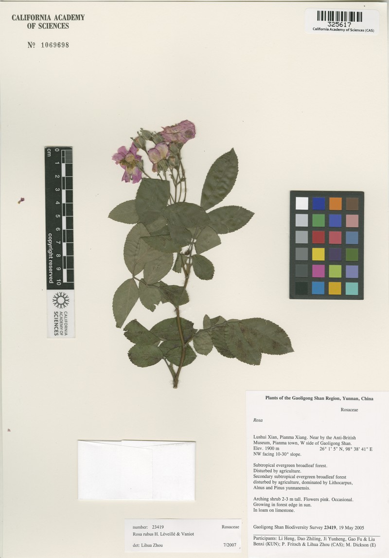 Rosa rubus photo 6