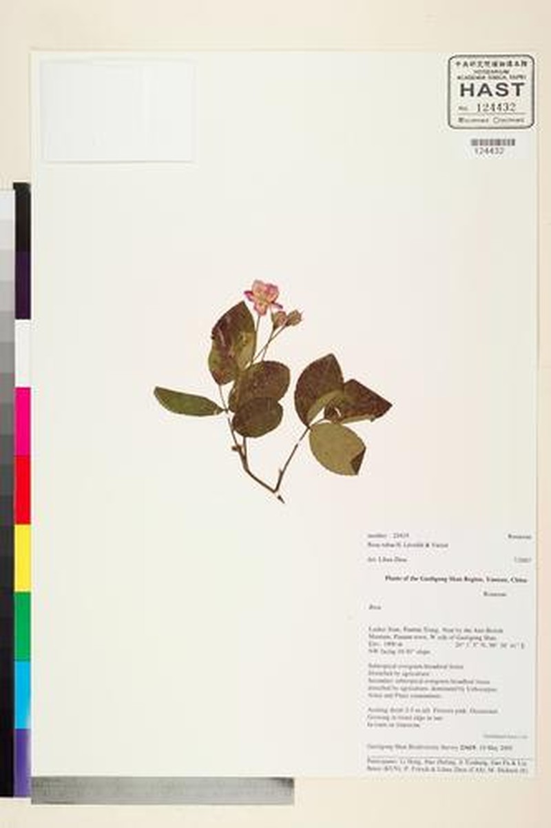 Rosa rubus photo 7