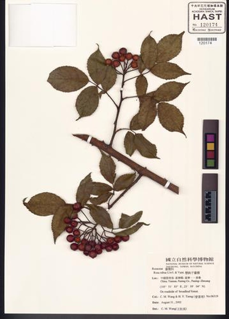 Rosa rubus photo 8