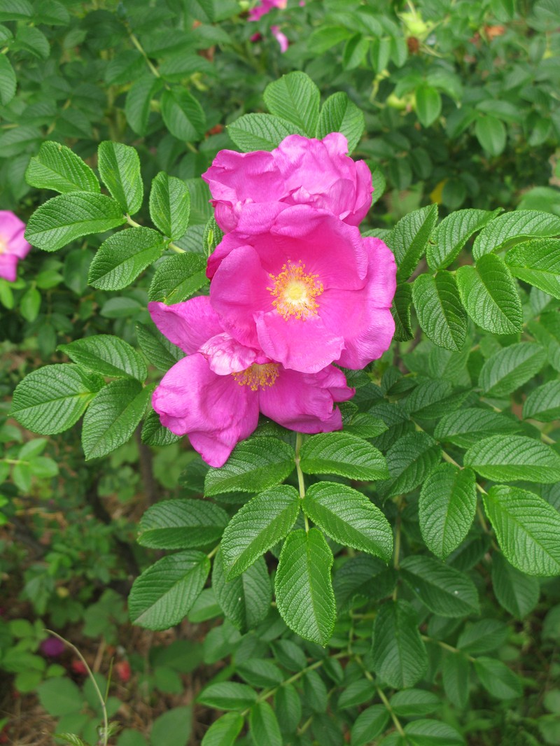 Rosa kamtchatica