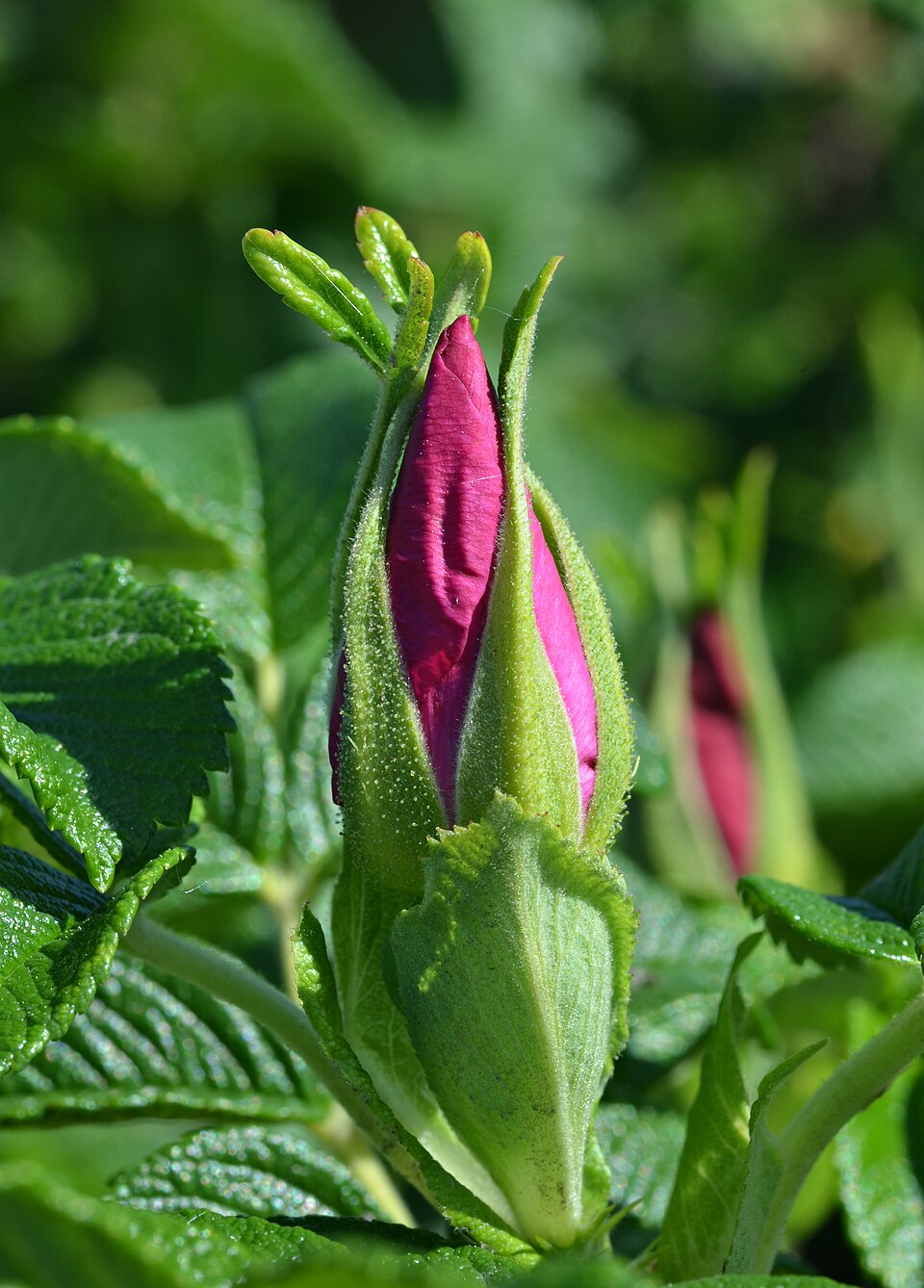 Rugosa Rose photo 2