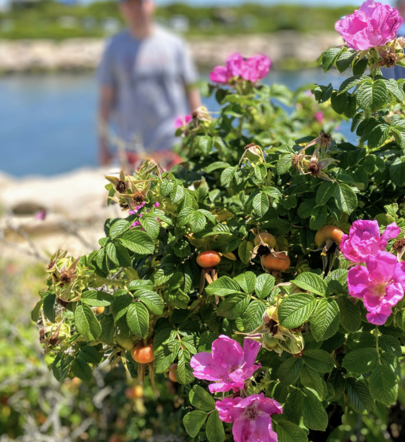 Rugosa Rose photo 3