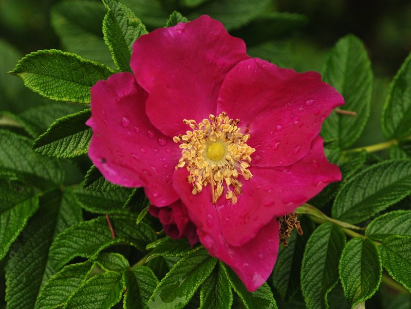 Rugosa Rose photo 4