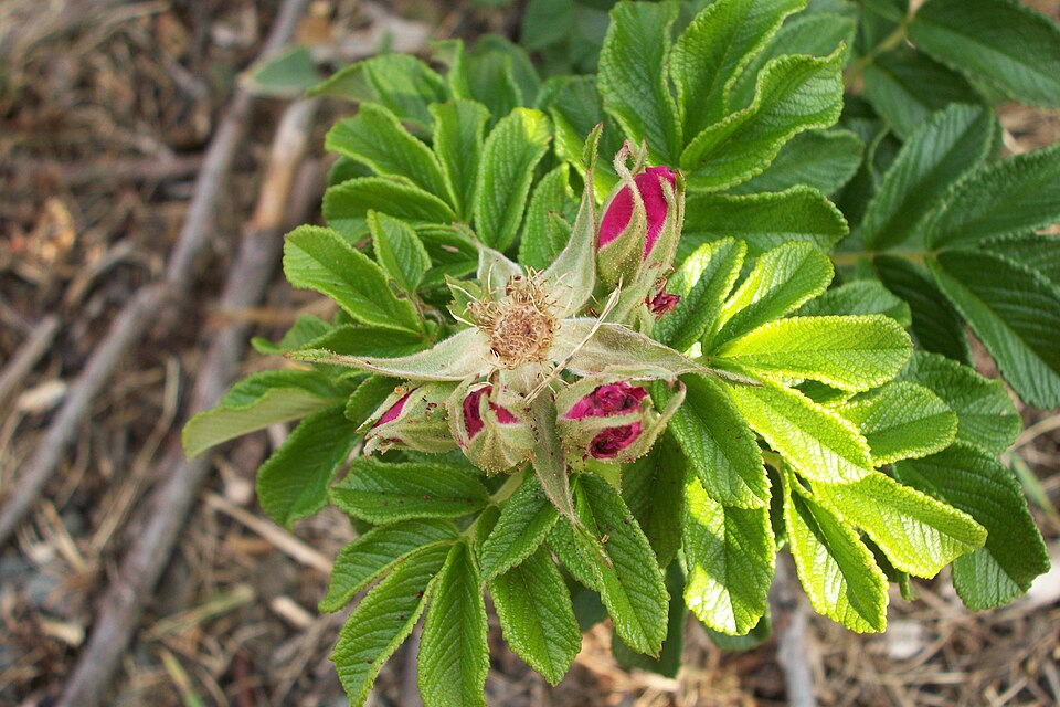 Rugosa Rose photo 5