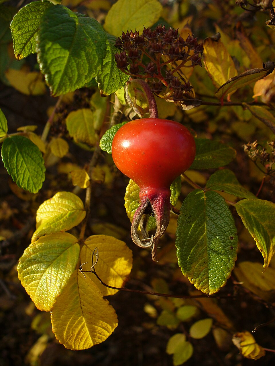 Rugosa Rose photo 6