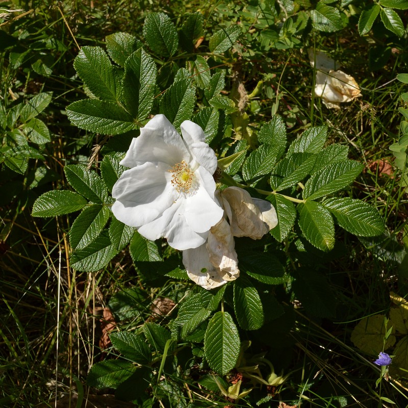 Rugosa Rose photo 8