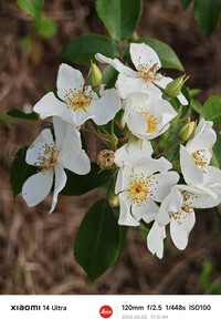 Rosa sambucina