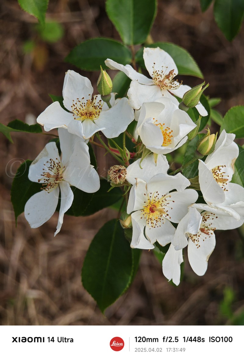 Rosa sambucina