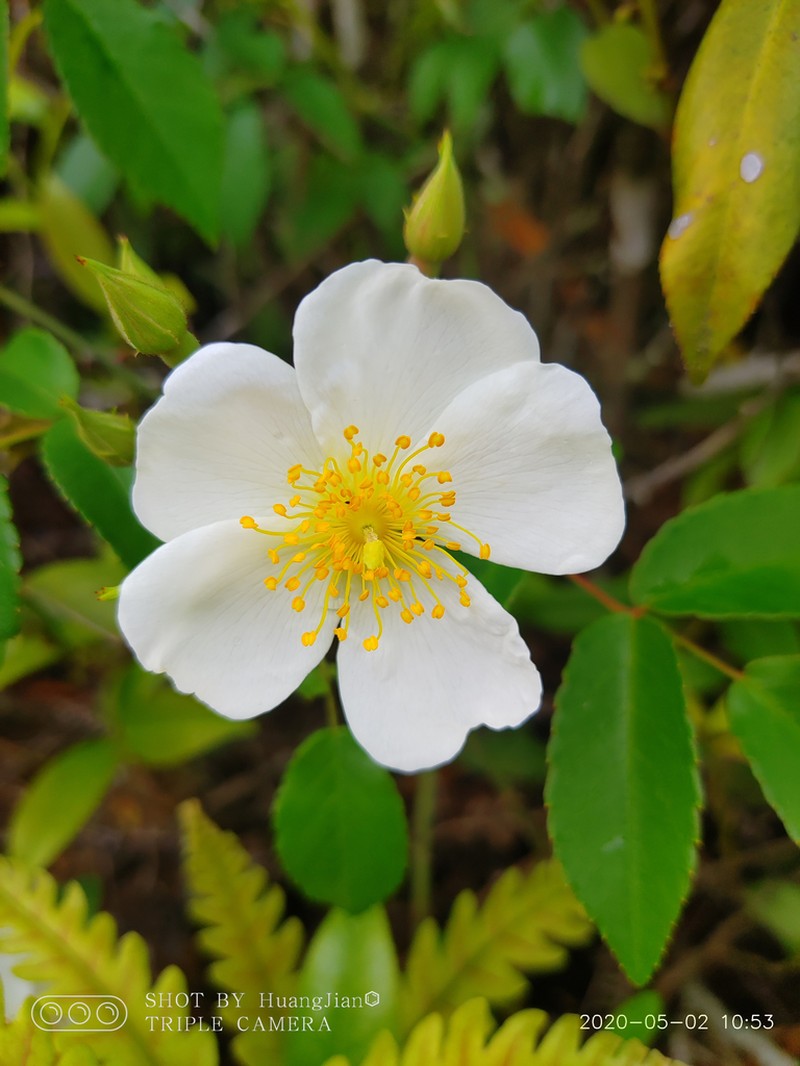 Rosa sambucina photo 2