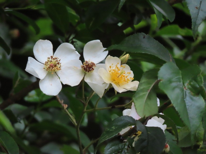 Rosa sambucina photo 3