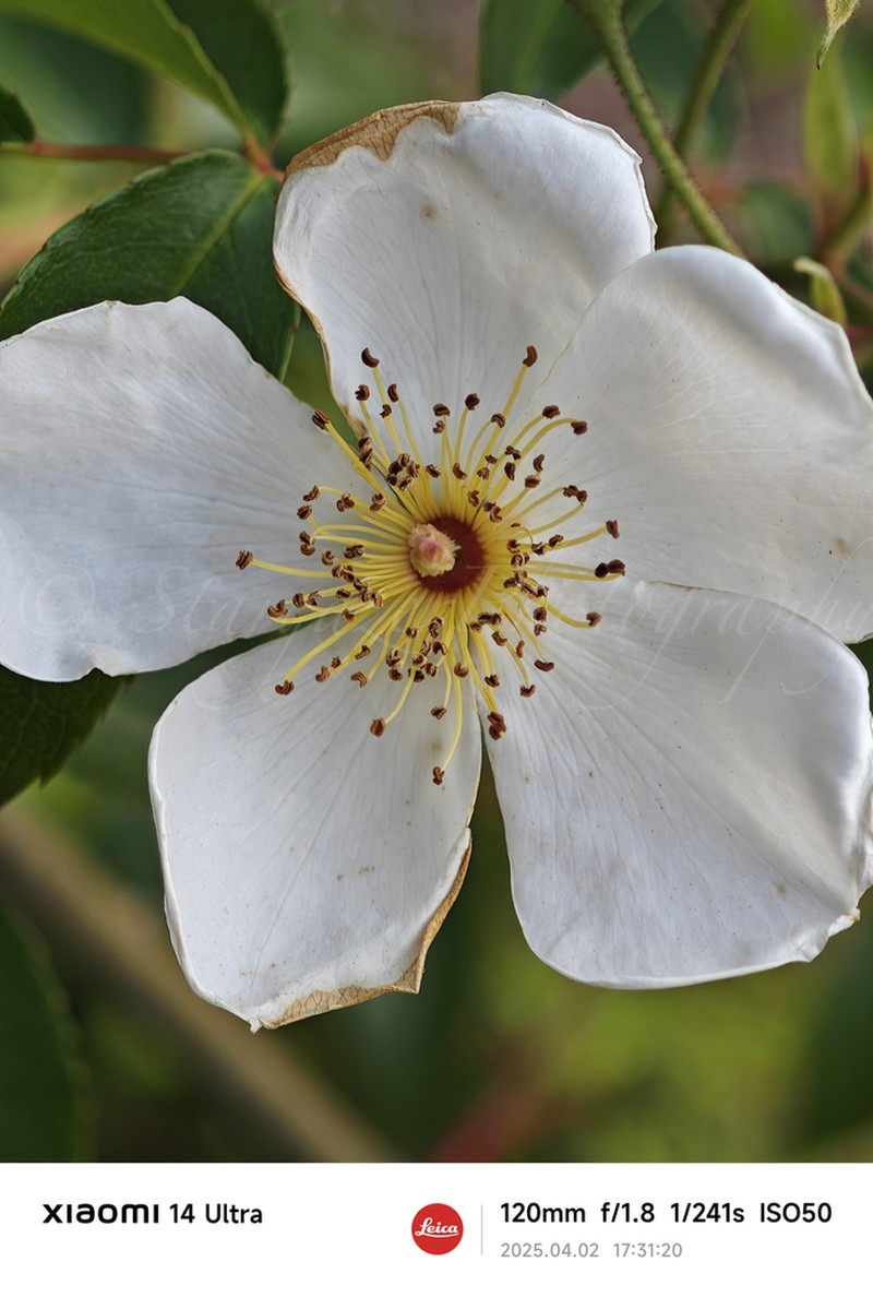 Rosa sambucina photo 4
