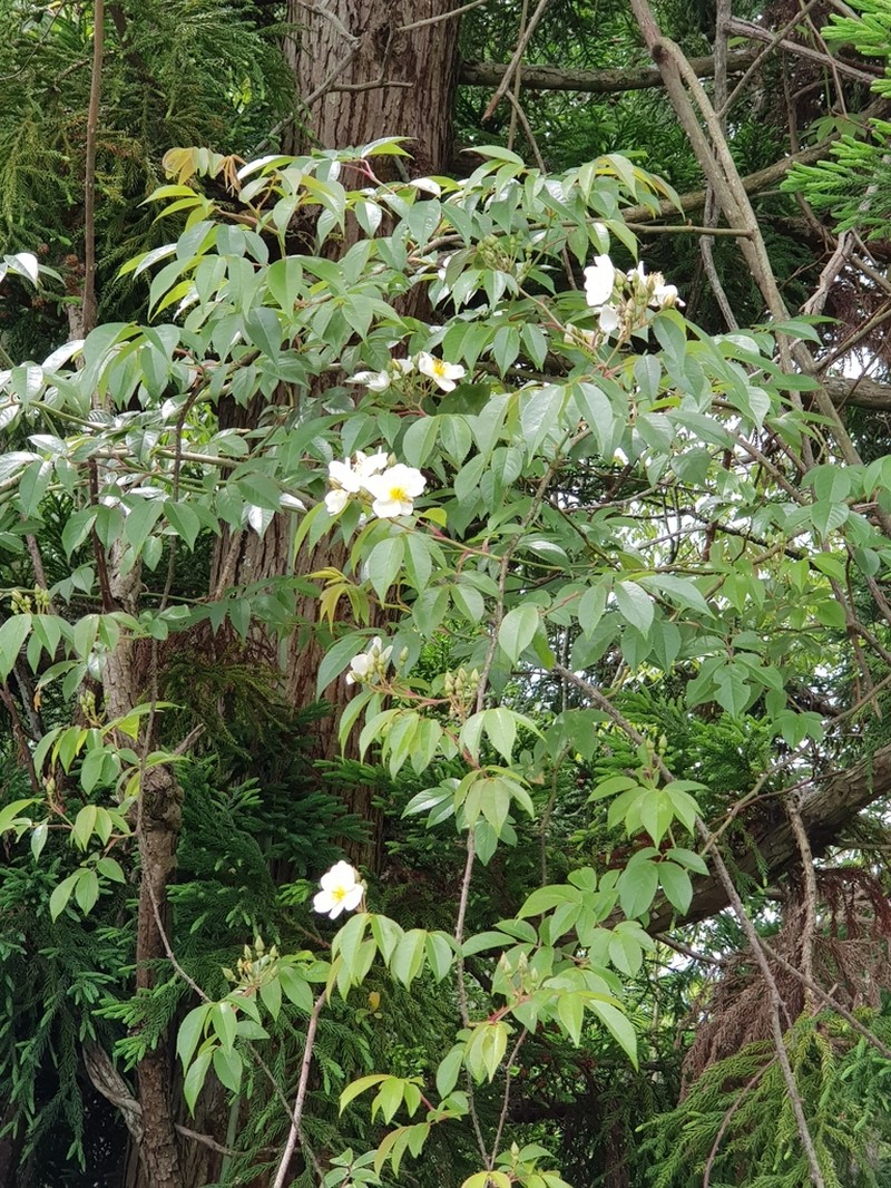 Rosa sambucina photo 5
