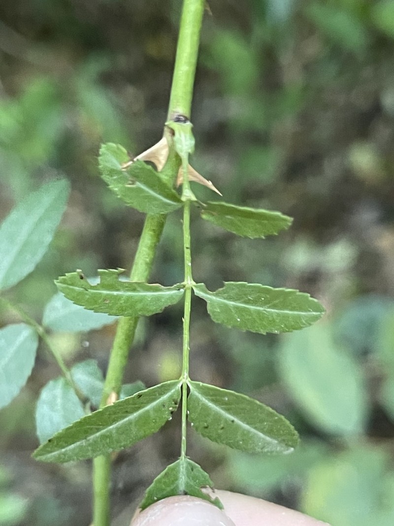 Rosa sambucina photo 6