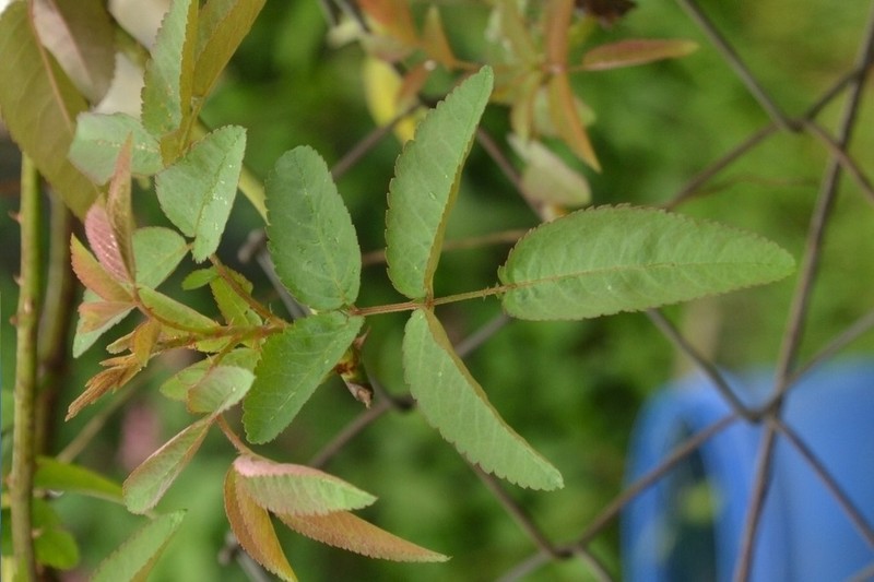 Rosa sambucina photo 8