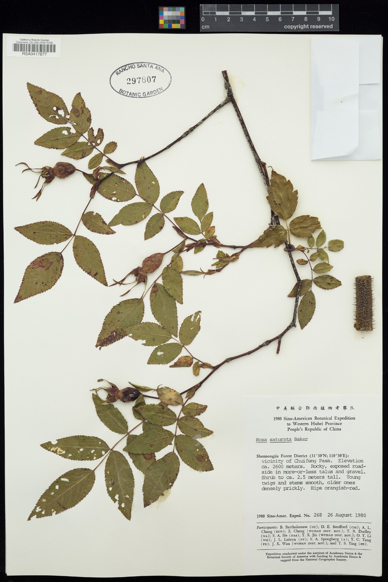 Rosa saturata