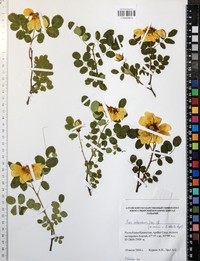 Rosa schrenkiana
