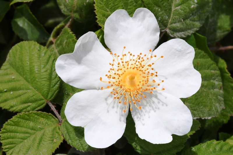 Evergreen Rose photo 3