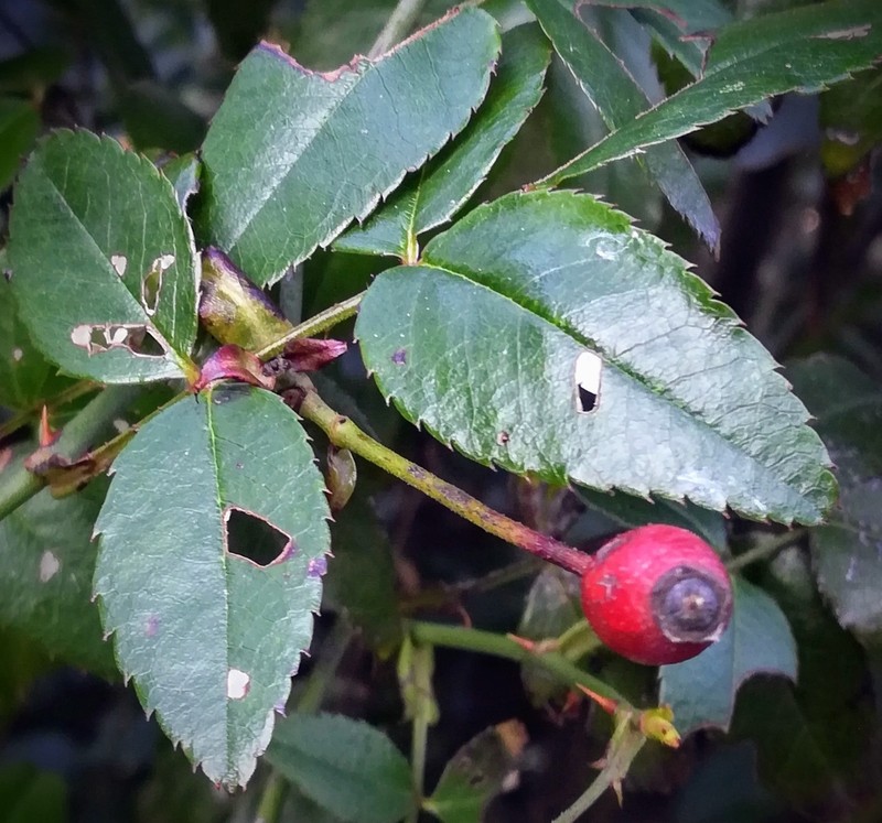 Evergreen Rose photo 4