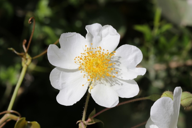 Evergreen Rose photo 5