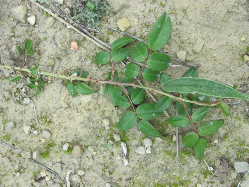 Evergreen Rose photo 6