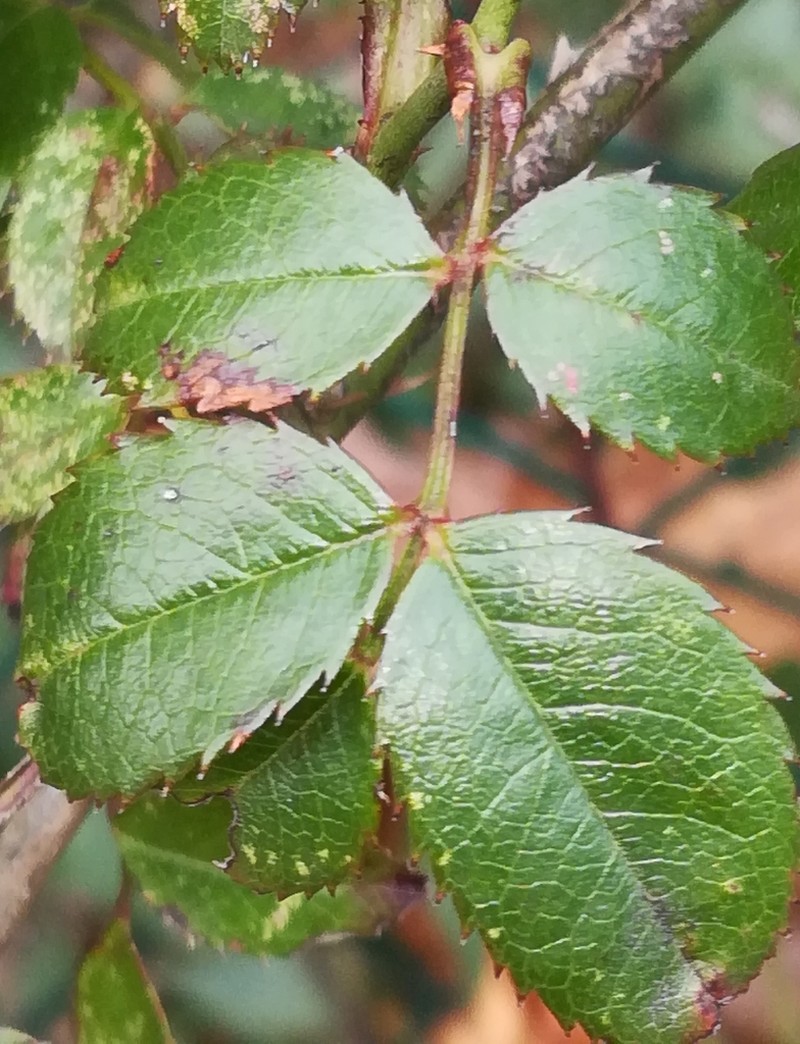 Evergreen Rose photo 7