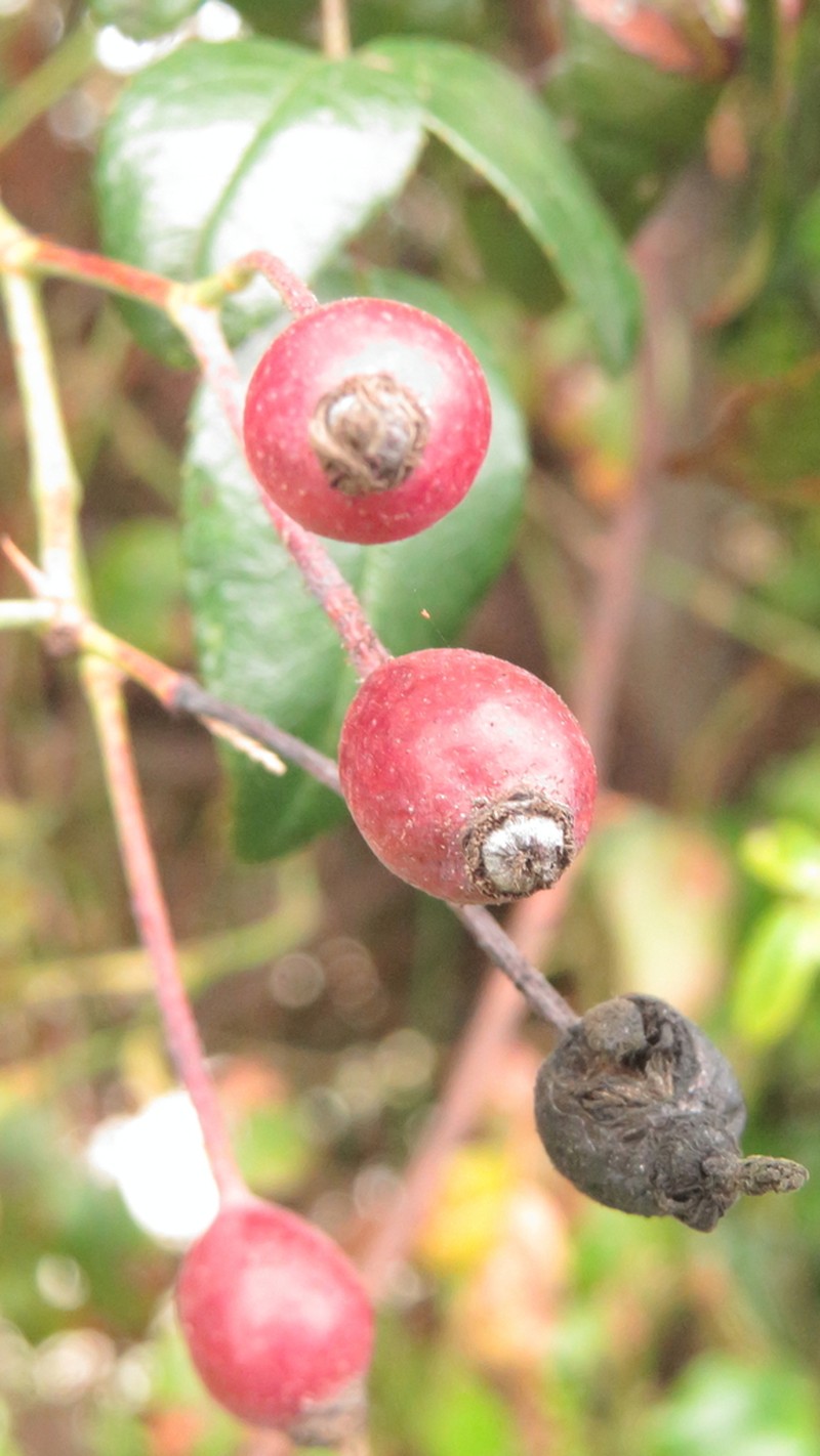 Evergreen Rose photo 8