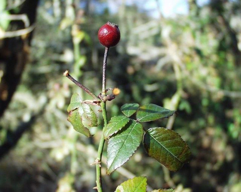 Evergreen Rose photo 5