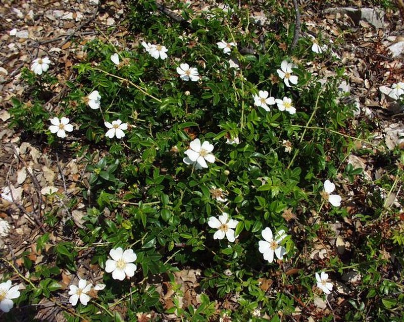 Evergreen Rose photo 6