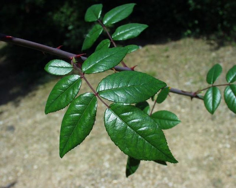Evergreen Rose photo 7