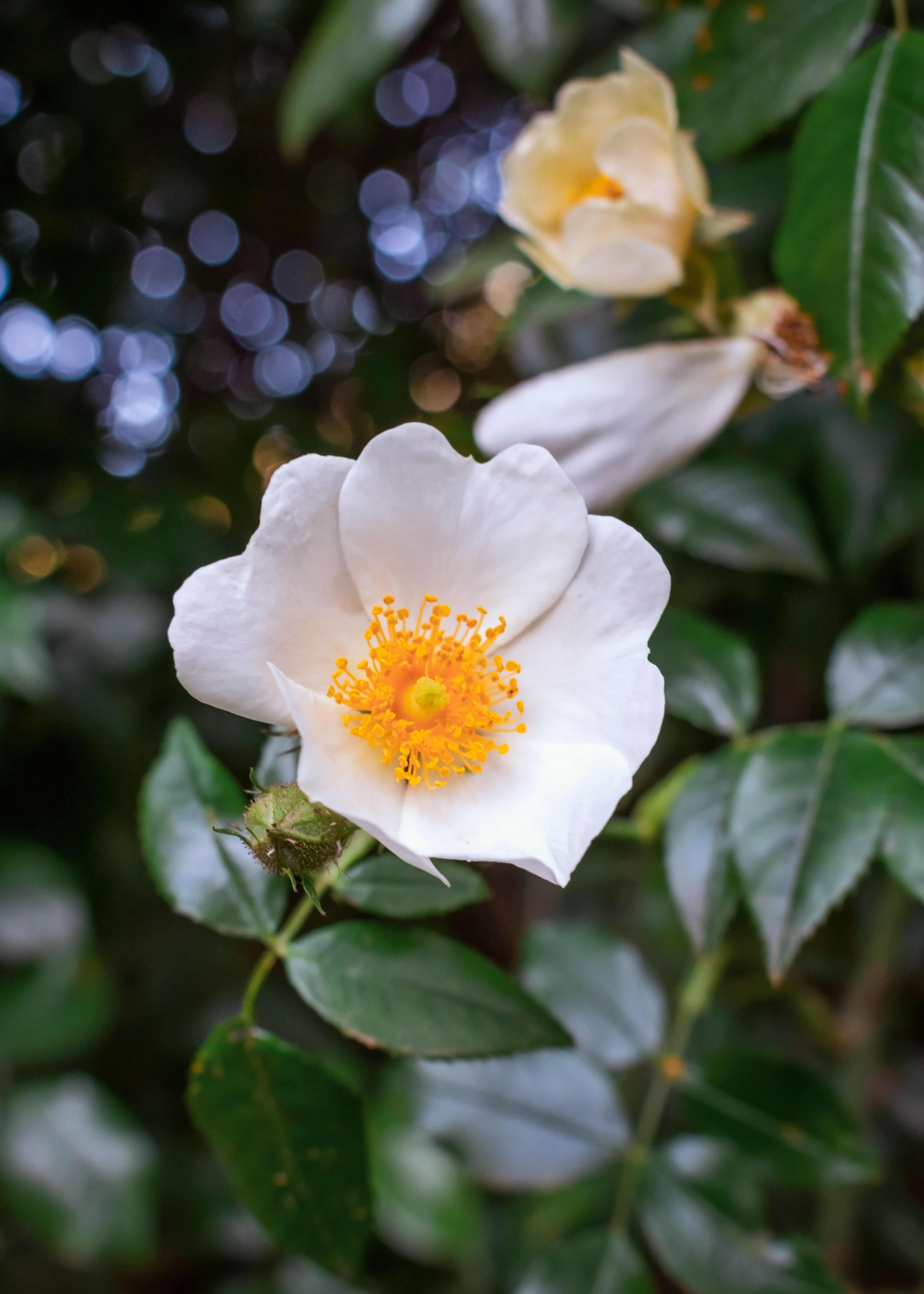 Evergreen Rose