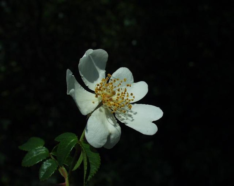 Evergreen Rose photo 2