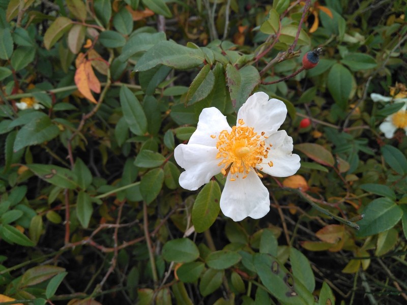 Evergreen Rose photo 3