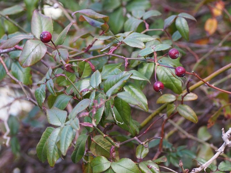 Evergreen Rose photo 4