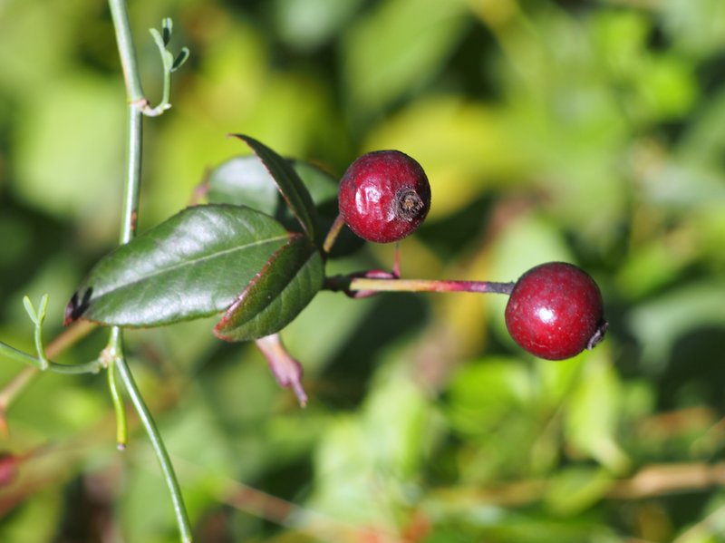 Evergreen Rose photo 8
