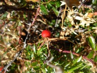 Rosa serafinii