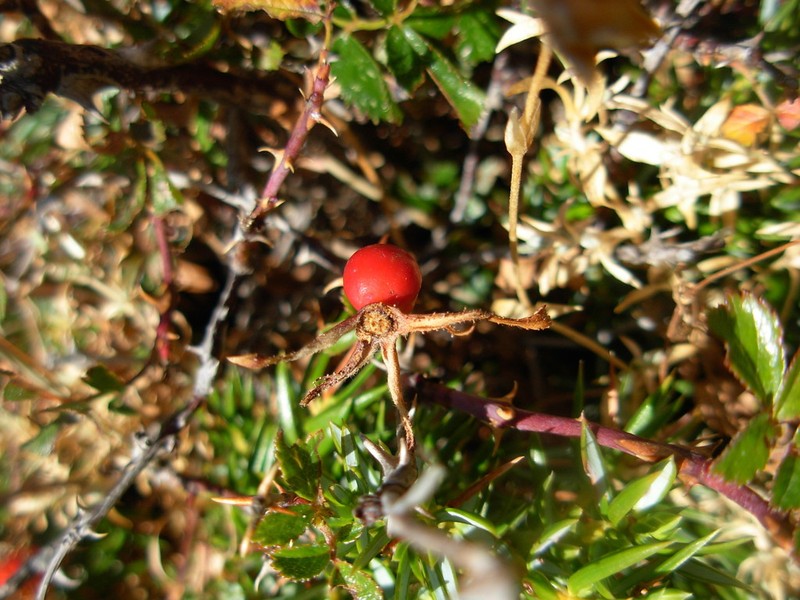 Rosa serafinii