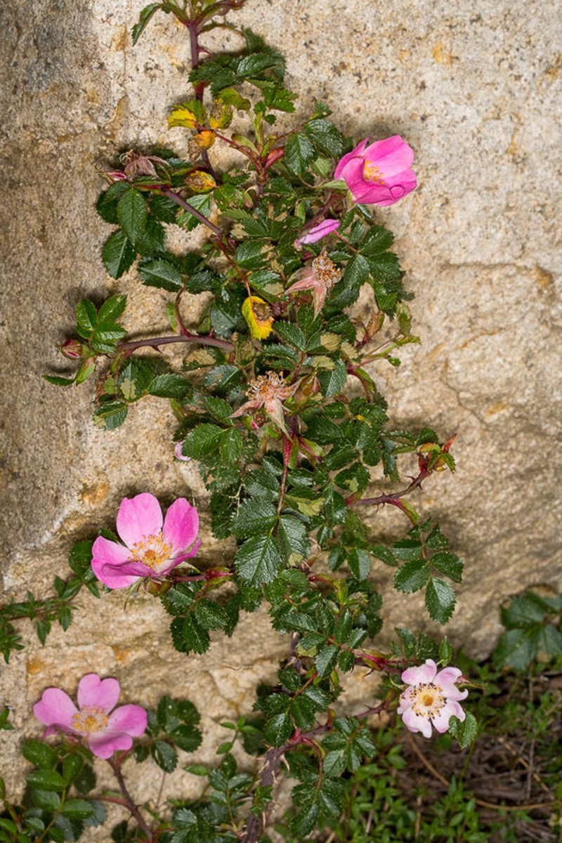 Rosa serafinii photo 2