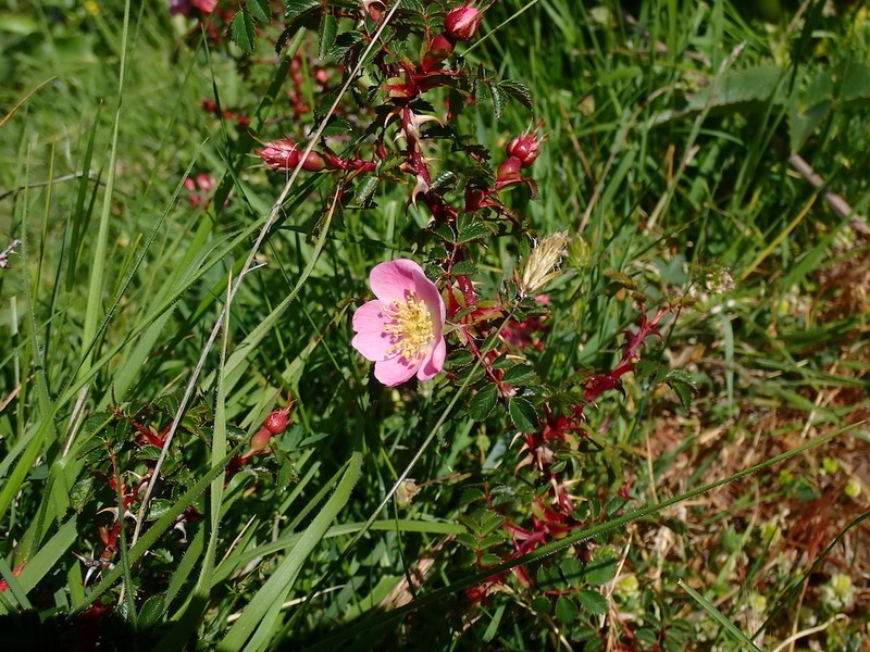 Rosa serafinii photo 3