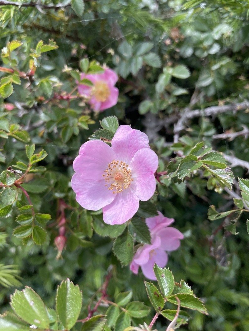 Rosa serafinii photo 4