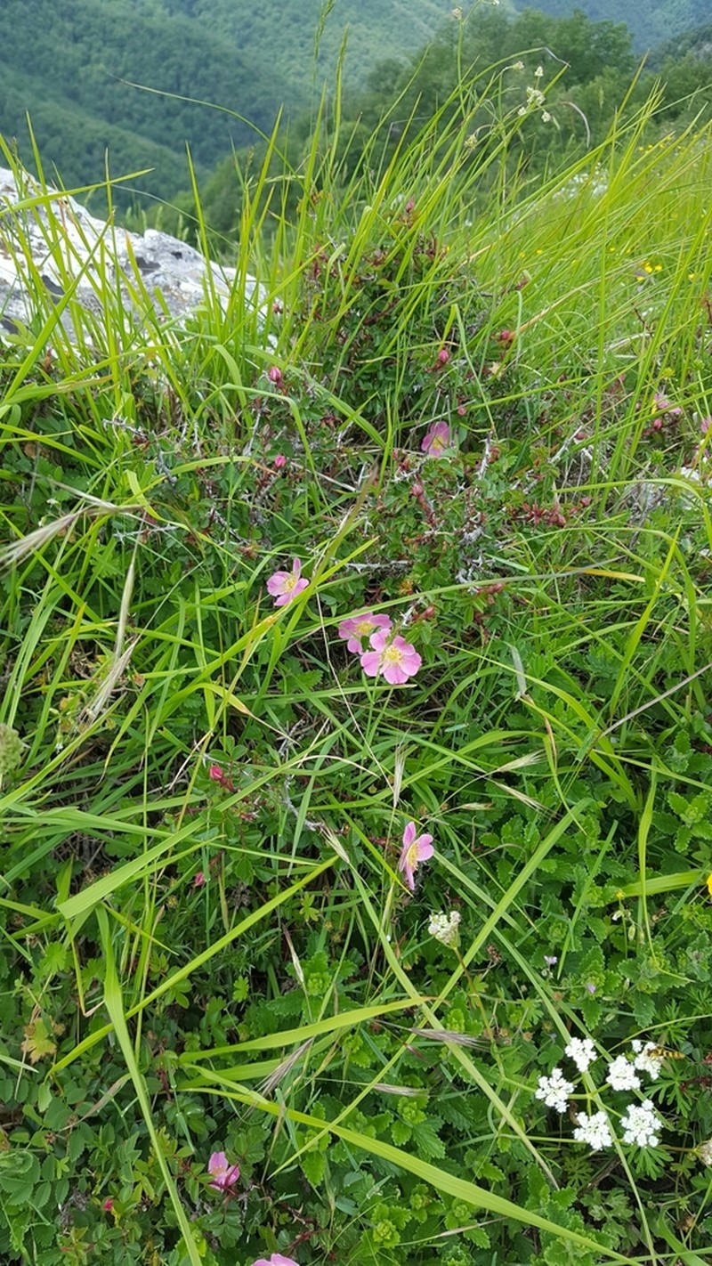Rosa serafinii photo 6