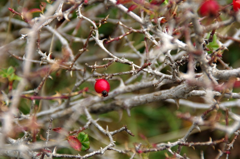 Rosa serafinii photo 8