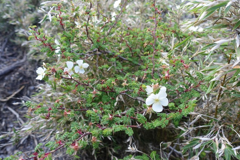 Rosa sericea photo 4