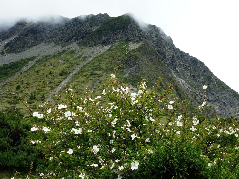 Rosa sericea photo 5
