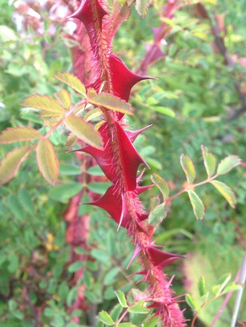 Rosa sericea photo 6