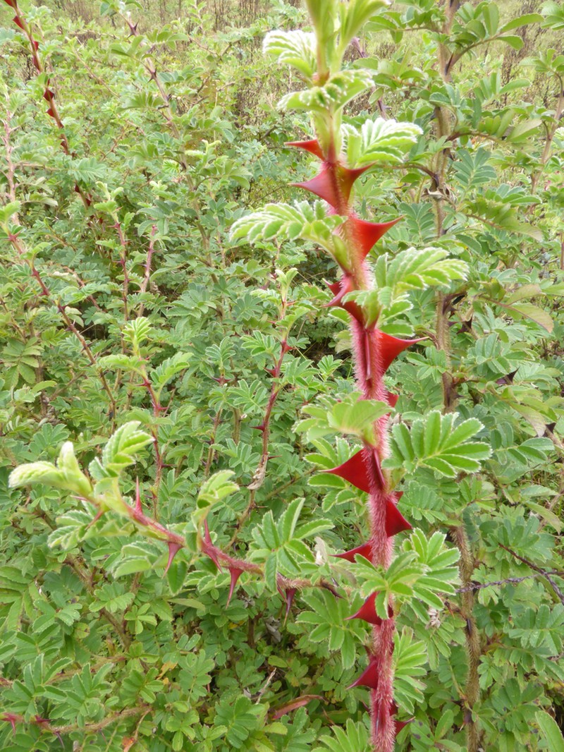 Rosa sericea photo 7