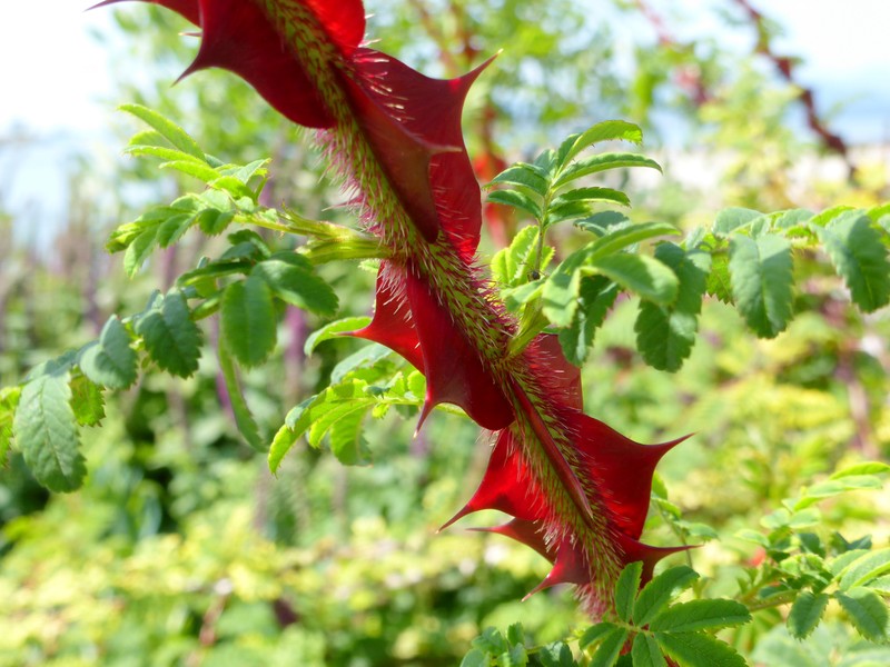 Rosa sericea photo 2