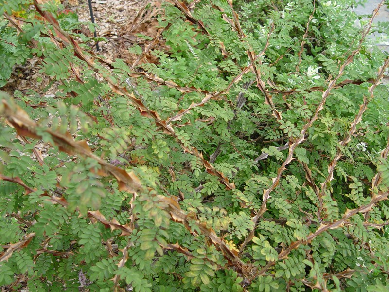 Rosa sericea photo 3